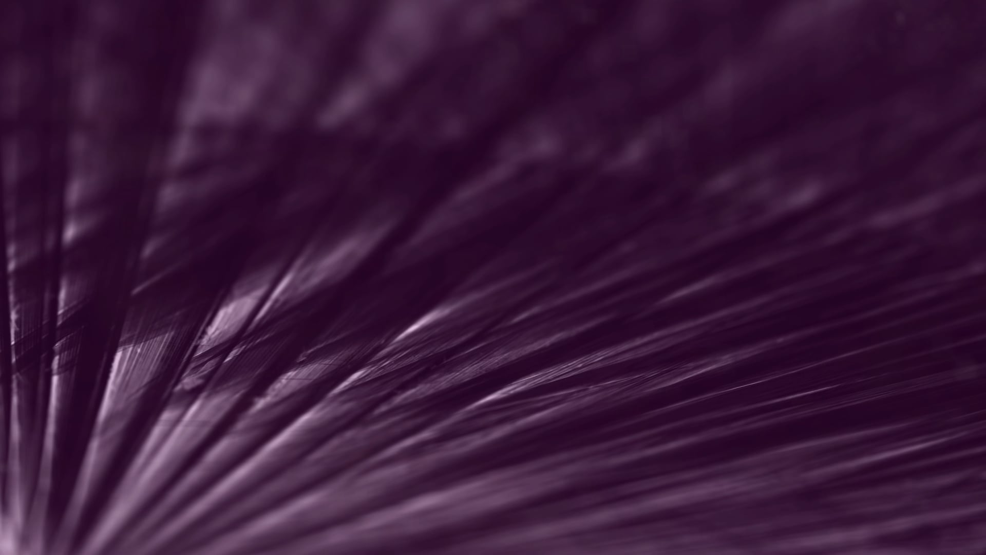 Día 36: "Yo les aseguro que uno de ustedes me va a entregar"