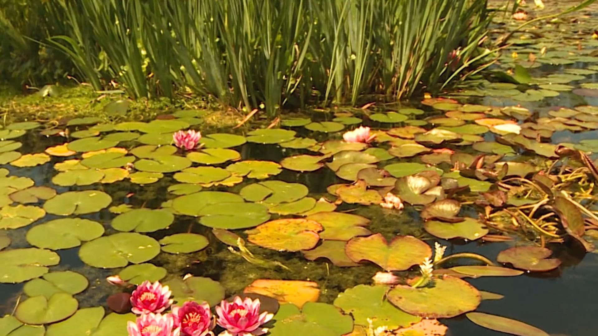 La cruz de Jesús y las nuestras.