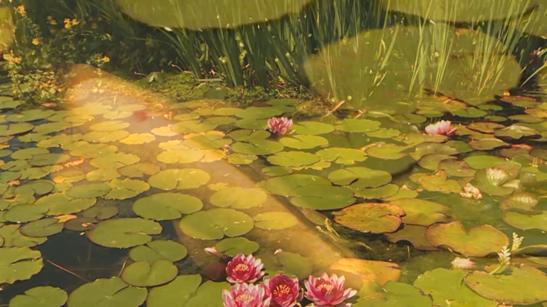 María, Madre de la consolación