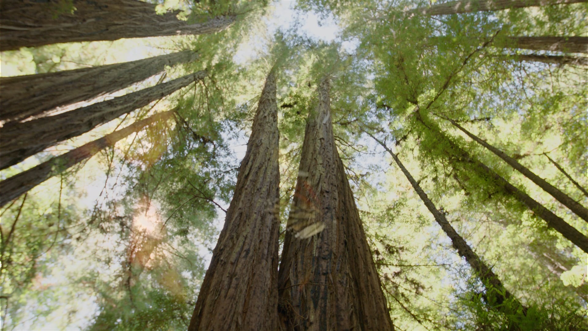 The Eighth Commandment: Tell the Truth