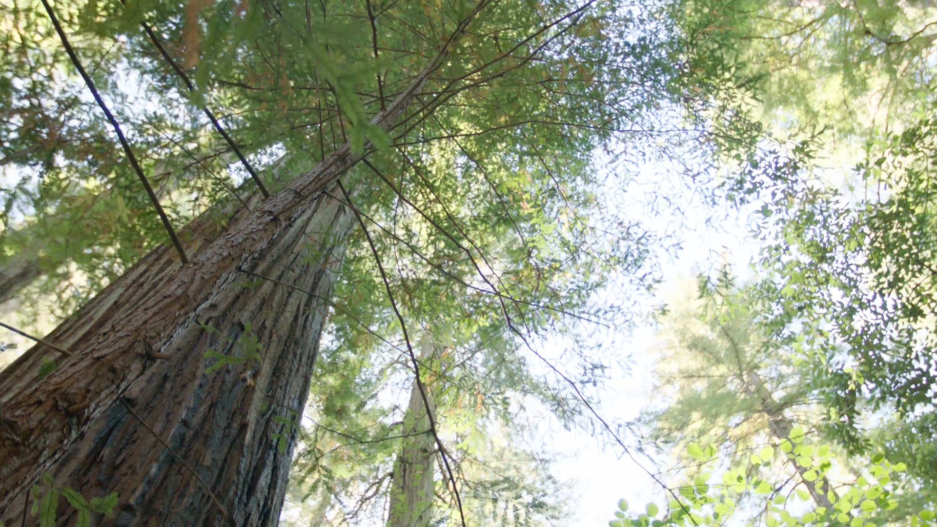 Noveno Mandamiento: Practicar la pureza de corazón