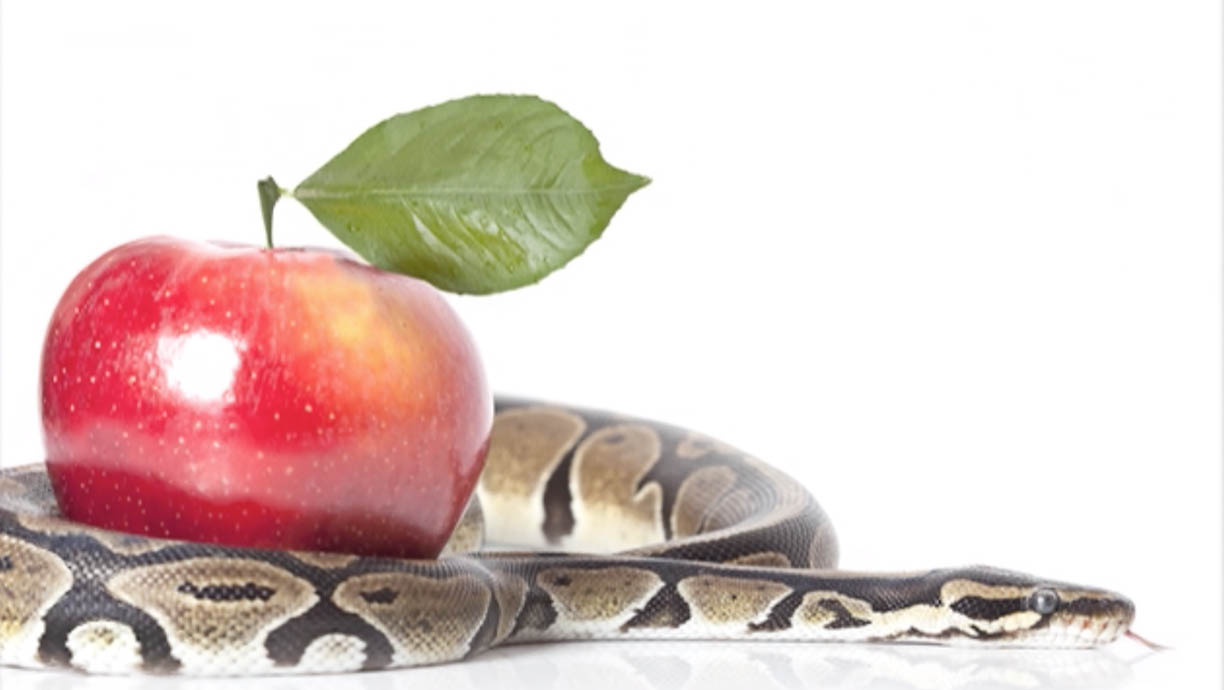 Promesas de Jesús: Los dones y carismas del Espíritu Santo