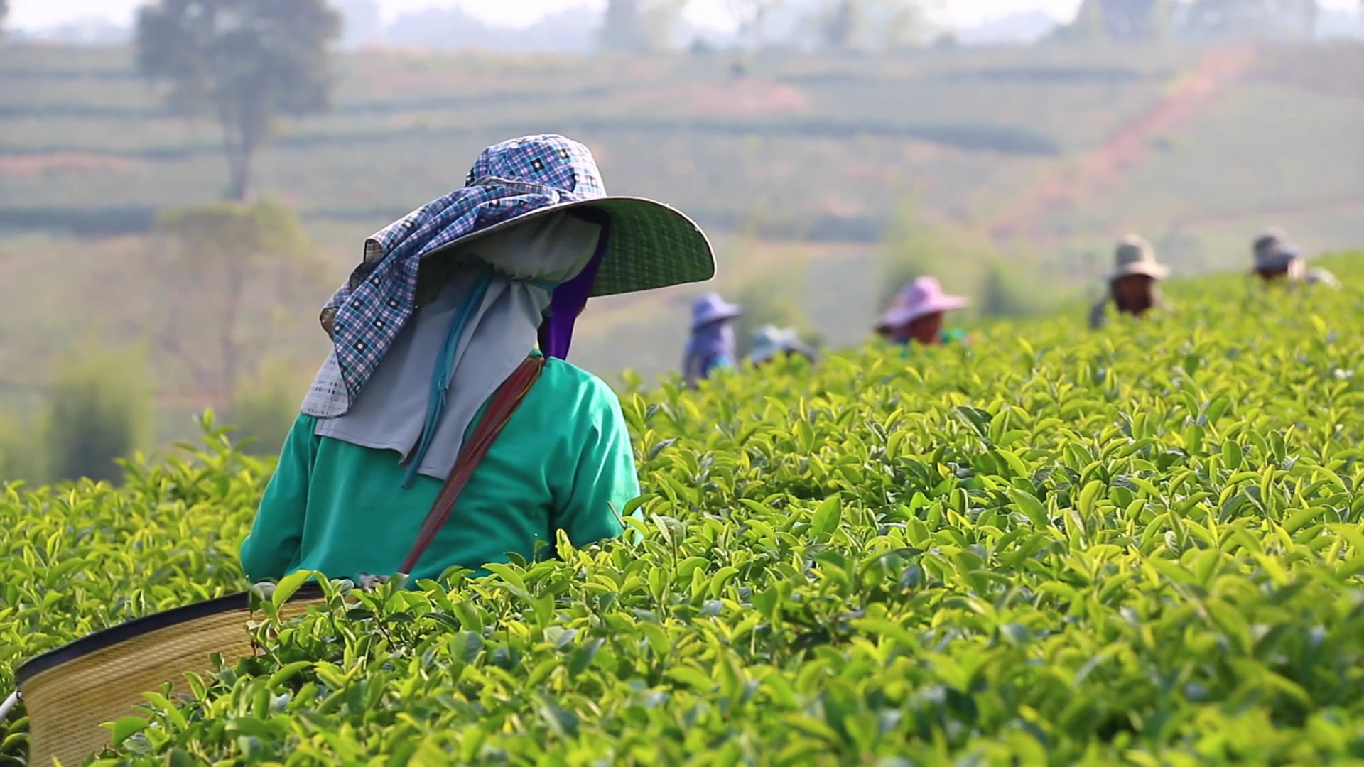Séptimo Mandamiento: No robarás—Actúa Justamente