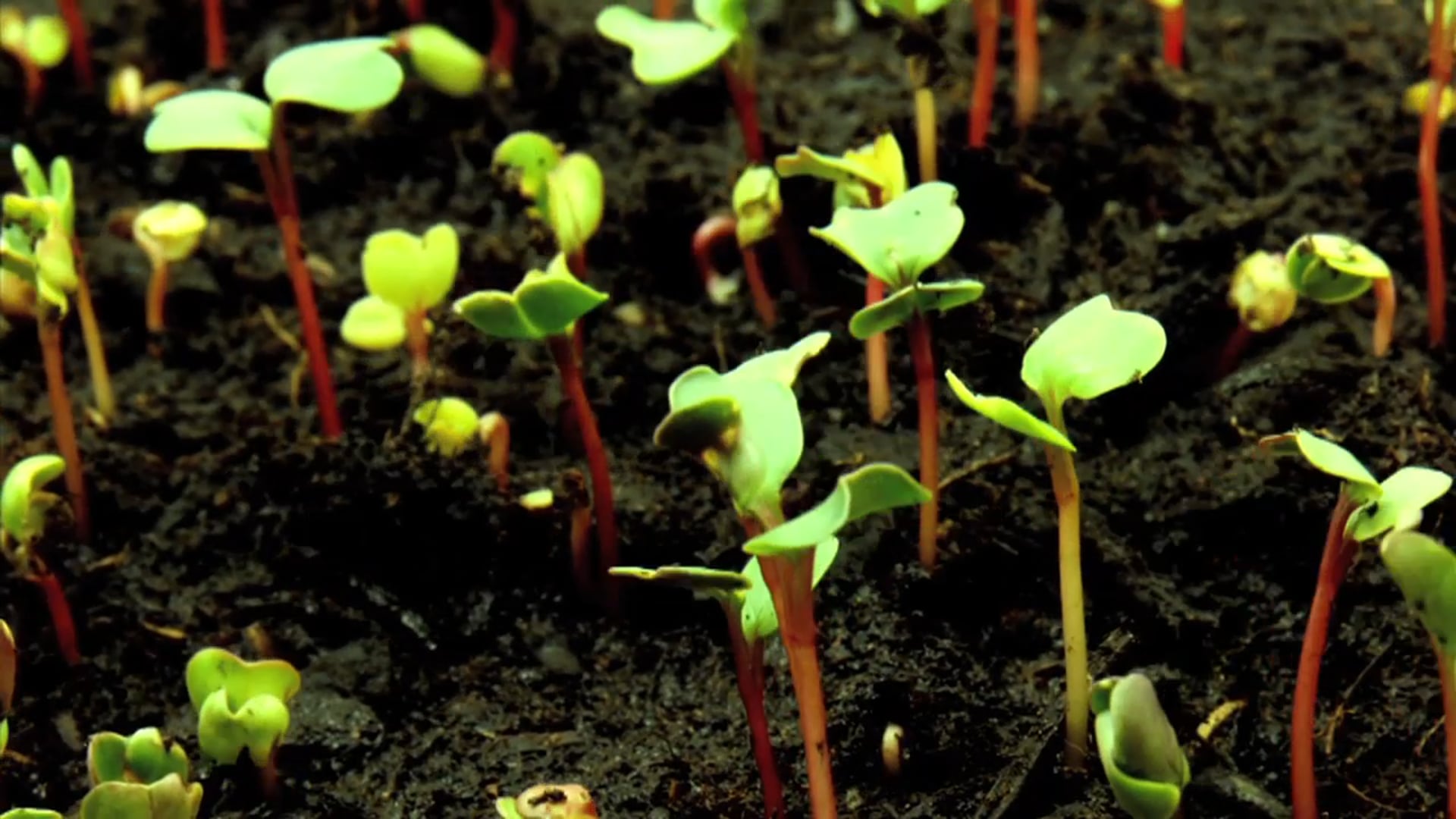 Made for Life: A Catechetical Aid on the Gift of Children