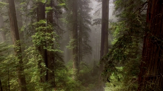 The Ninth Commandment: Practice Purity of Heart