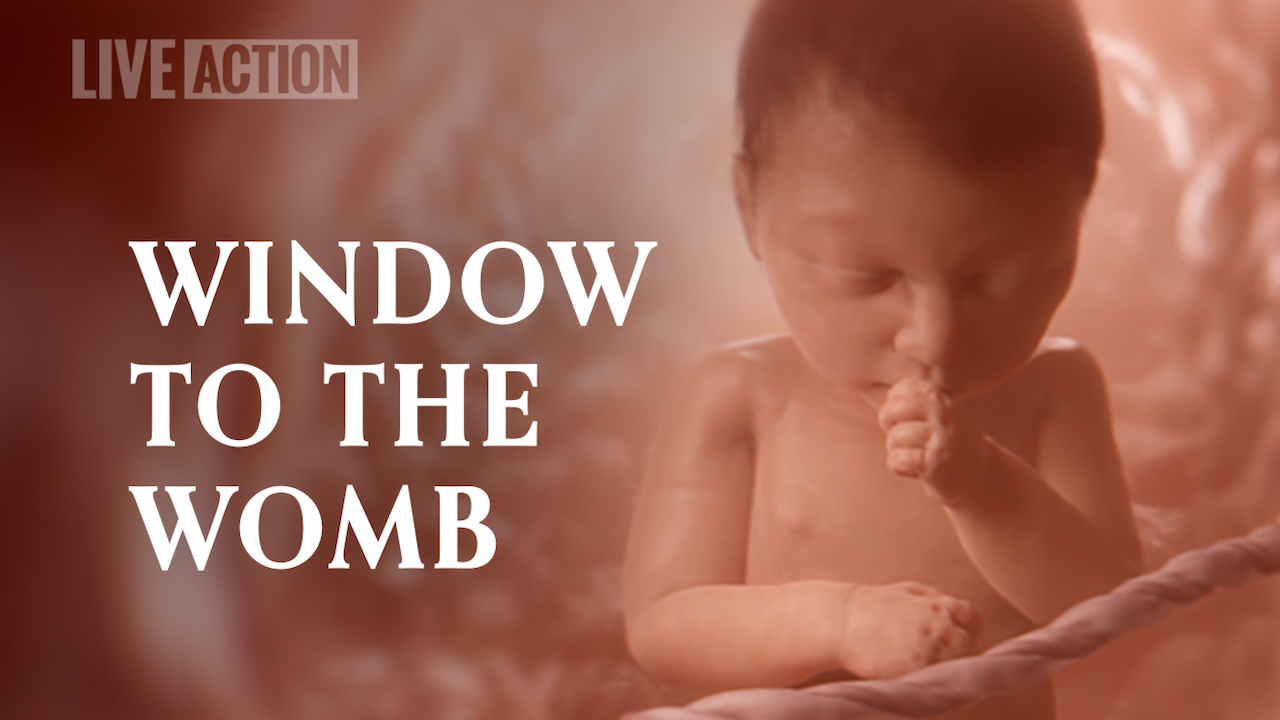 Window to the Womb | Live Action