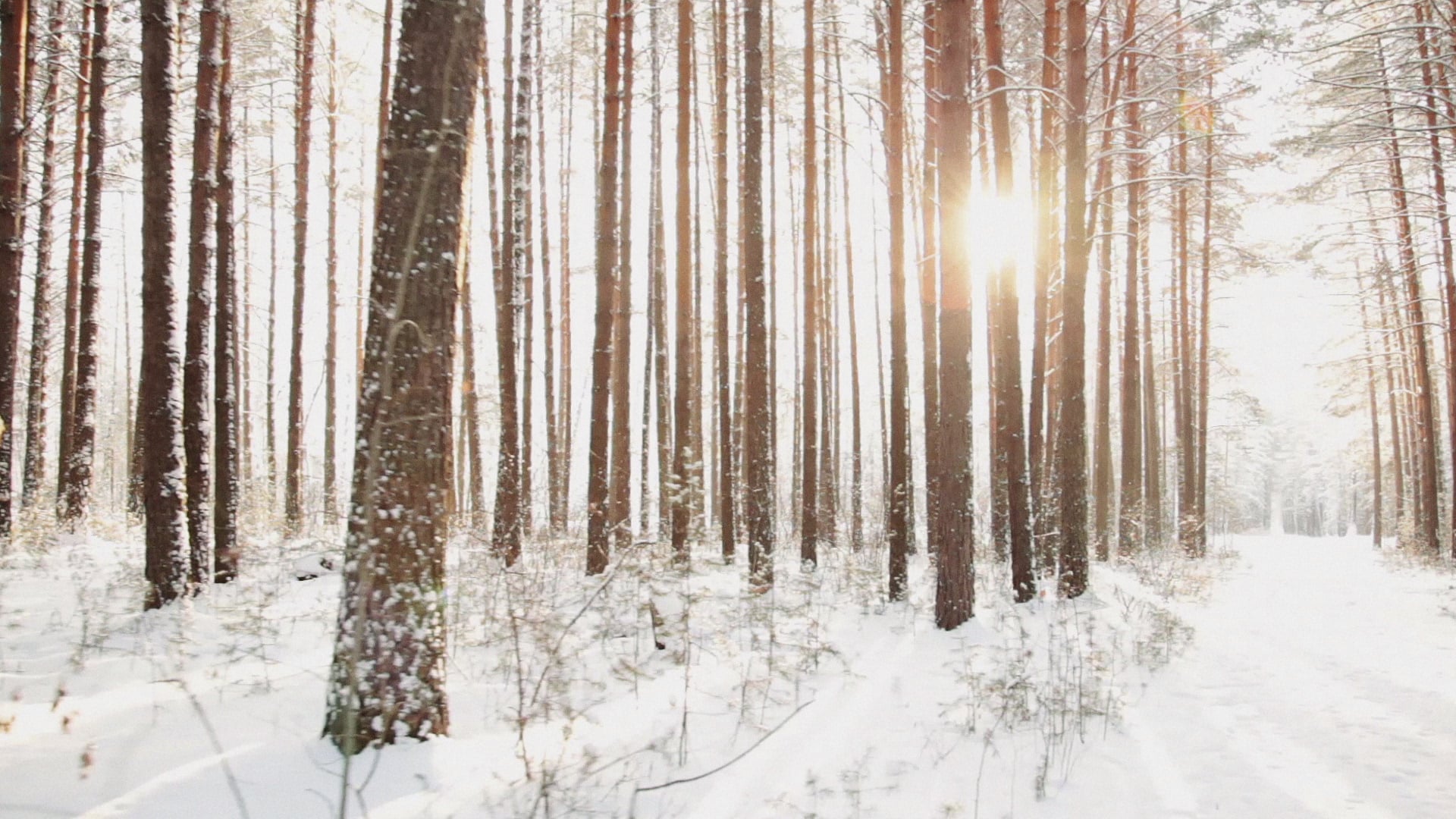 The Four Marks of the Church