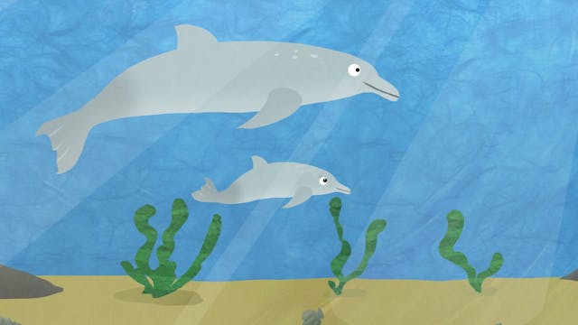 Dolphin