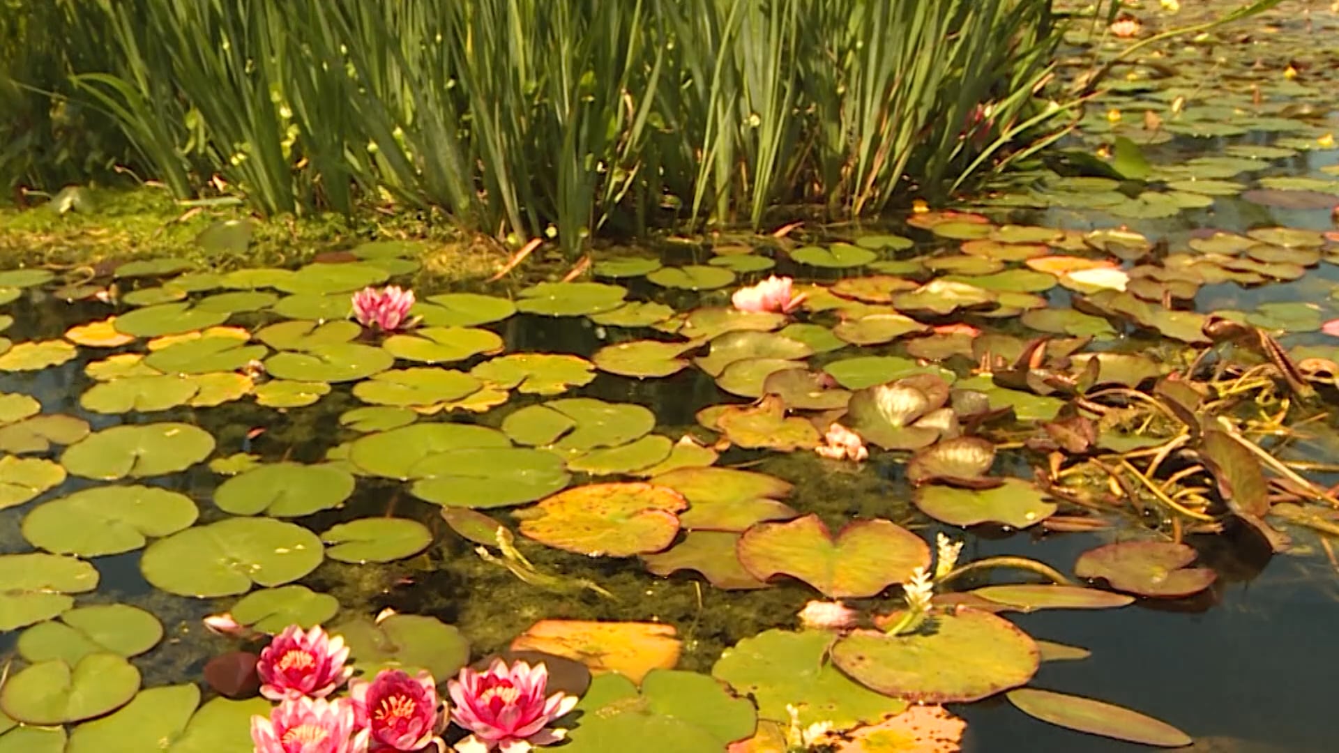 Dios de toda consolación