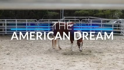 The American Dream TV: DMV