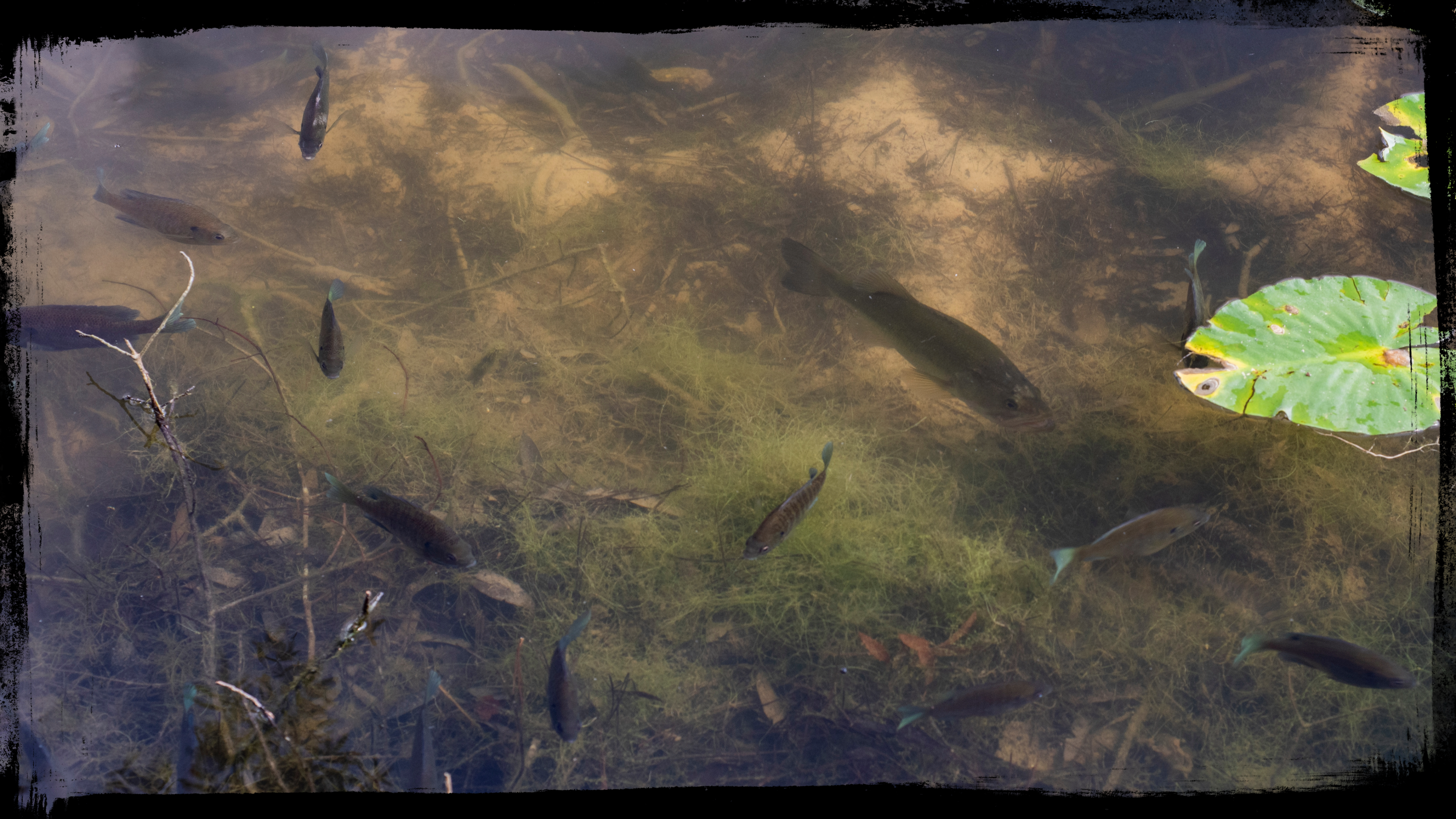 Sight Fishing Strategies