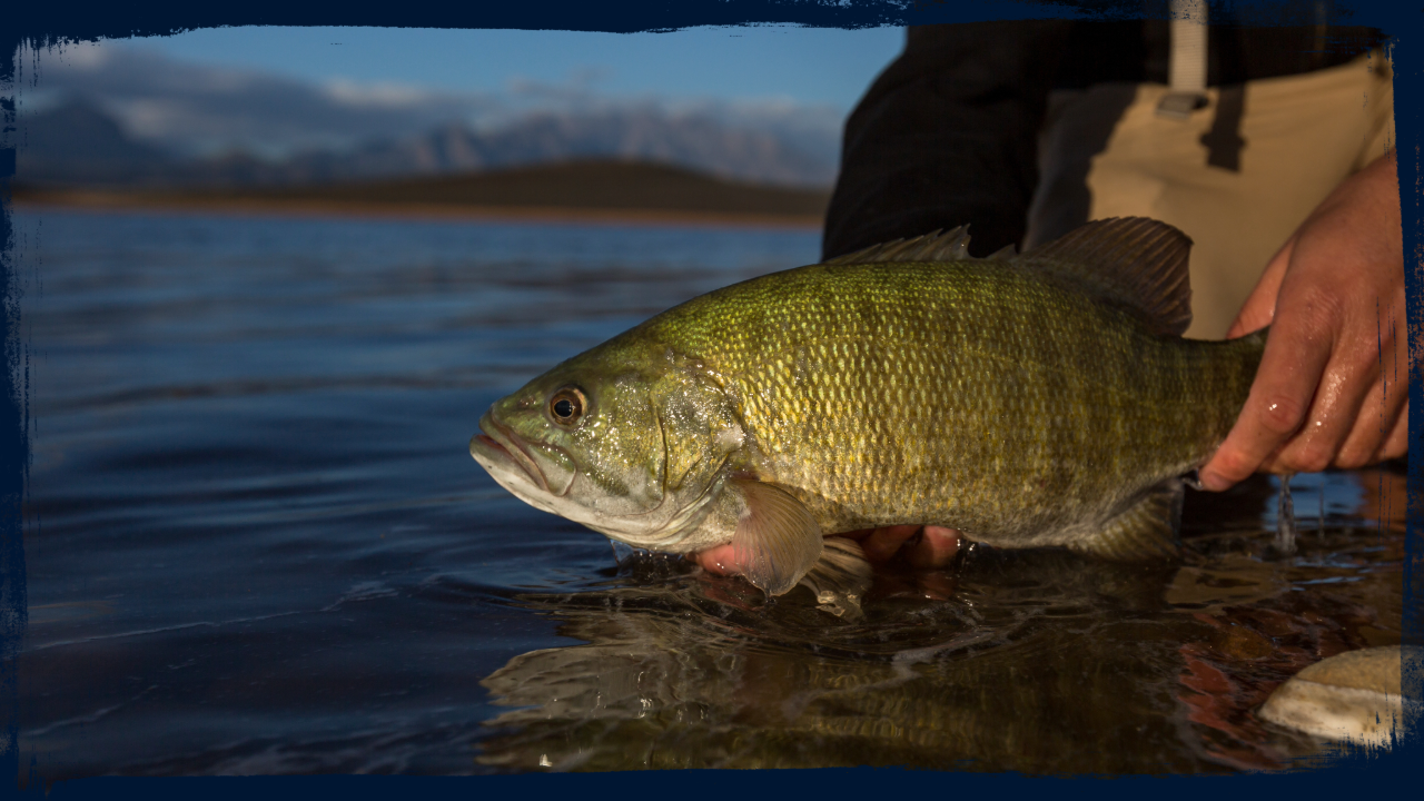 Smallmouth