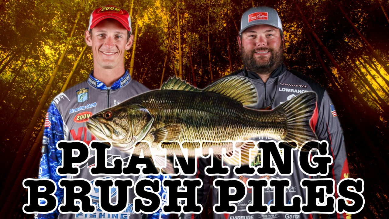 Planting Brush - Cobb & Davis - September 2020