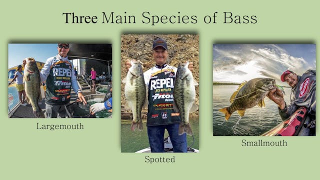 Become a Great Bass Angler - Klein