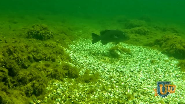 Smallmouth Spawn: Pursuit of Bedding ...