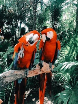 BEGIN | welcome to the jungle