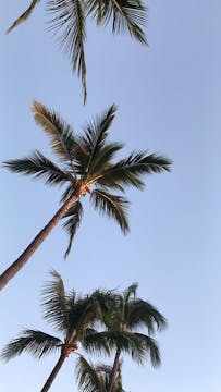BEGIN | palm