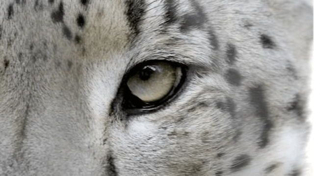 BLEND | snow leopard