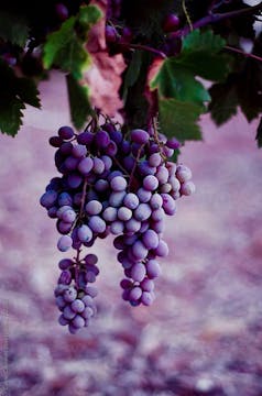 BEGIN | grapes