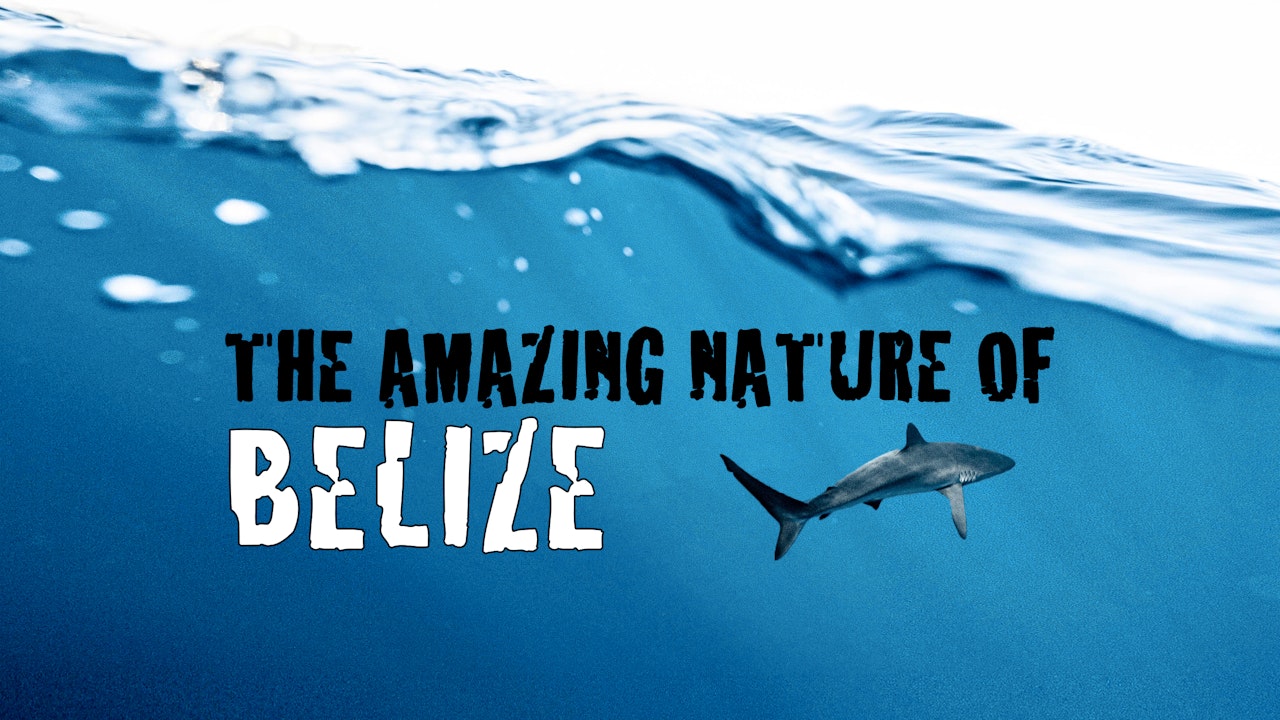 The Amazing Nature of Belize