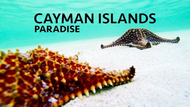 Cayman Island Paradise