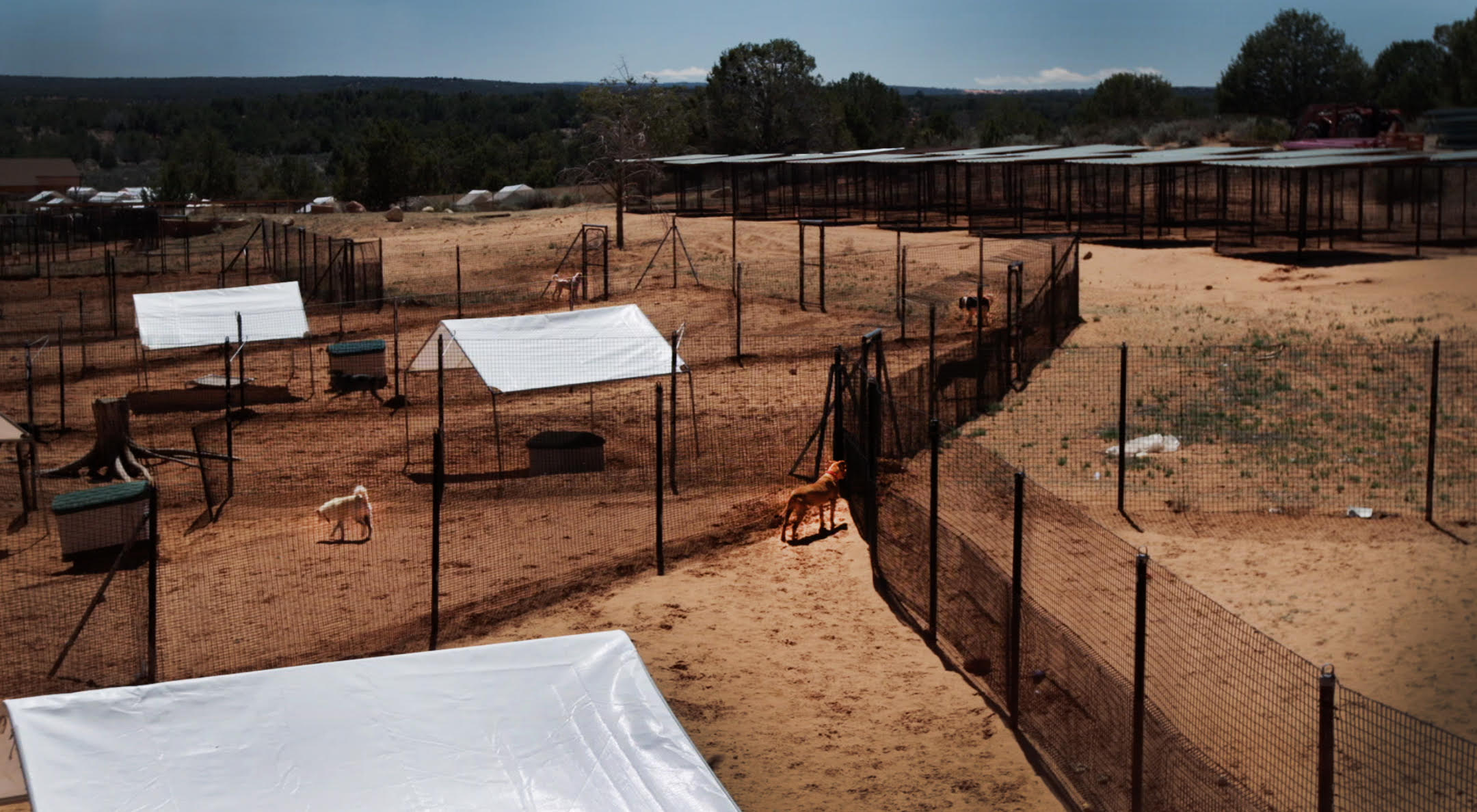 Extended Version - Best Friends No Kill Animal Sanctuary Intro