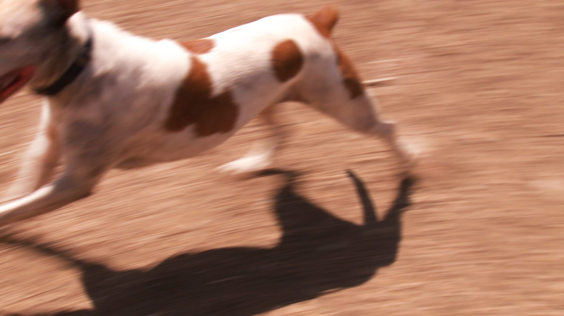 Play Groups & Pit Bulls