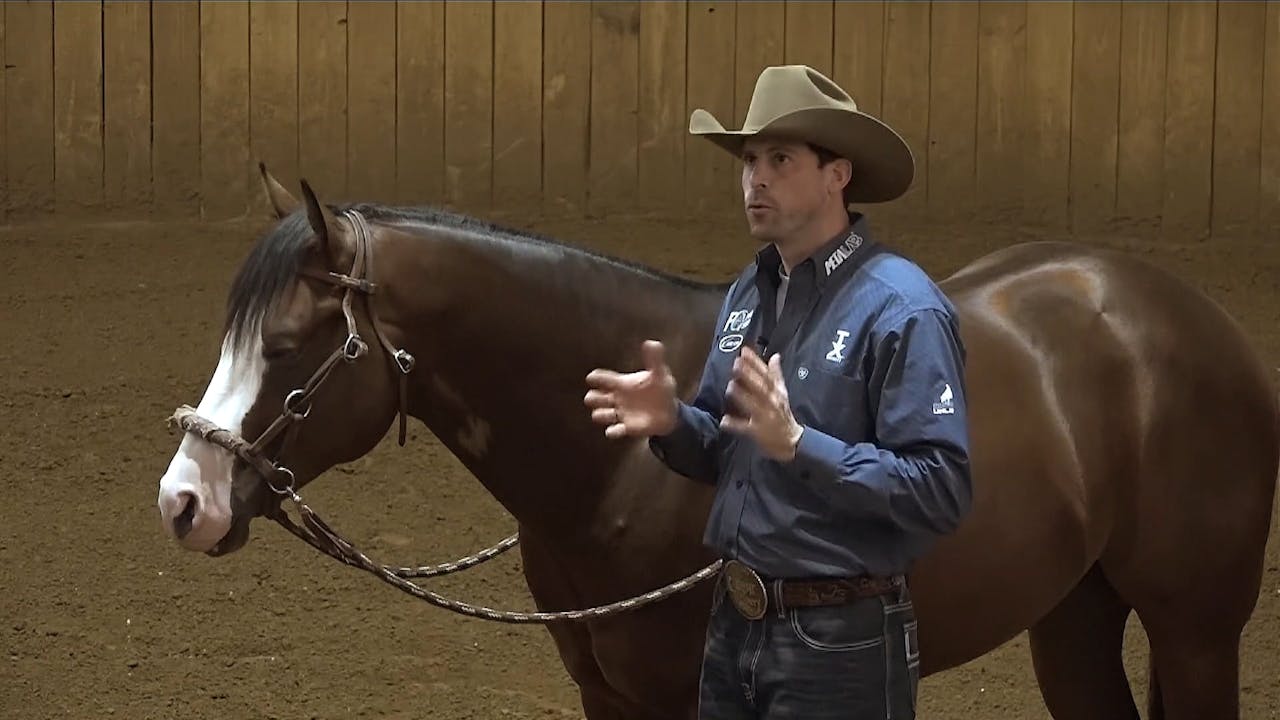 The Foundation Ground Work The Foundation Horse Training Pro