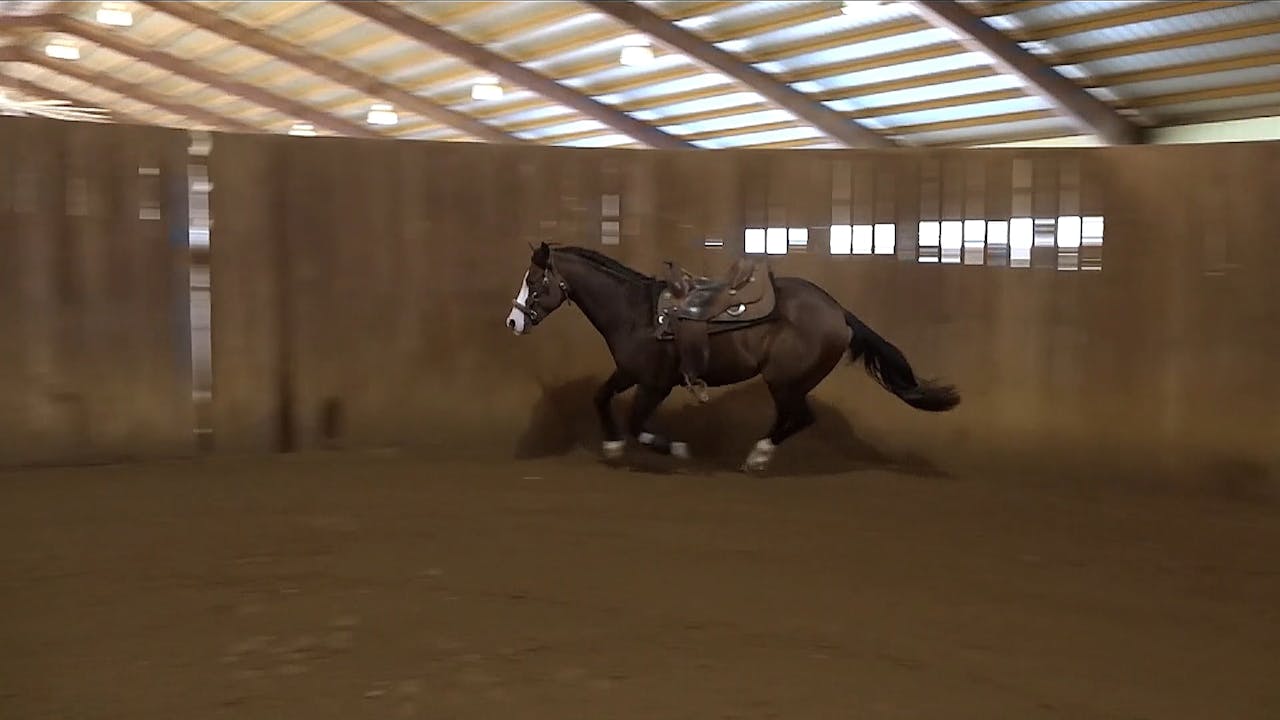 The Foundation Free Longing The Foundation Horse Training Pro