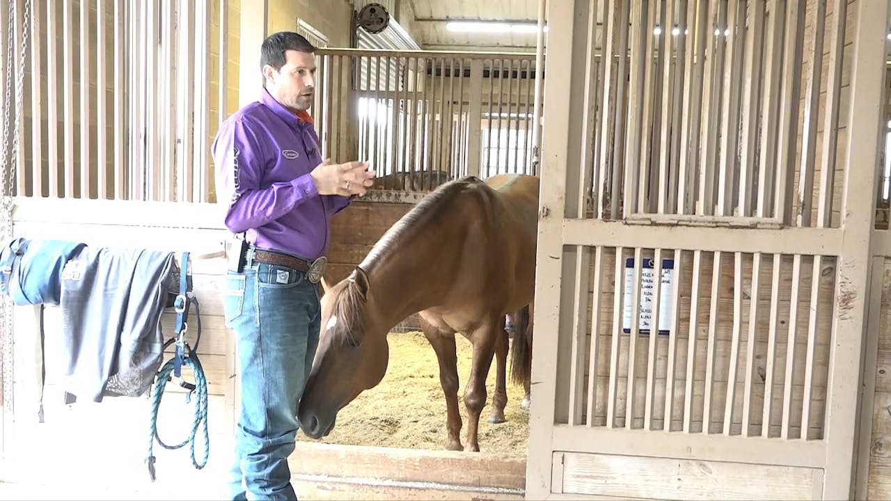 How I Care For My Horses & Keep Them Looking Great & Shiny Horse