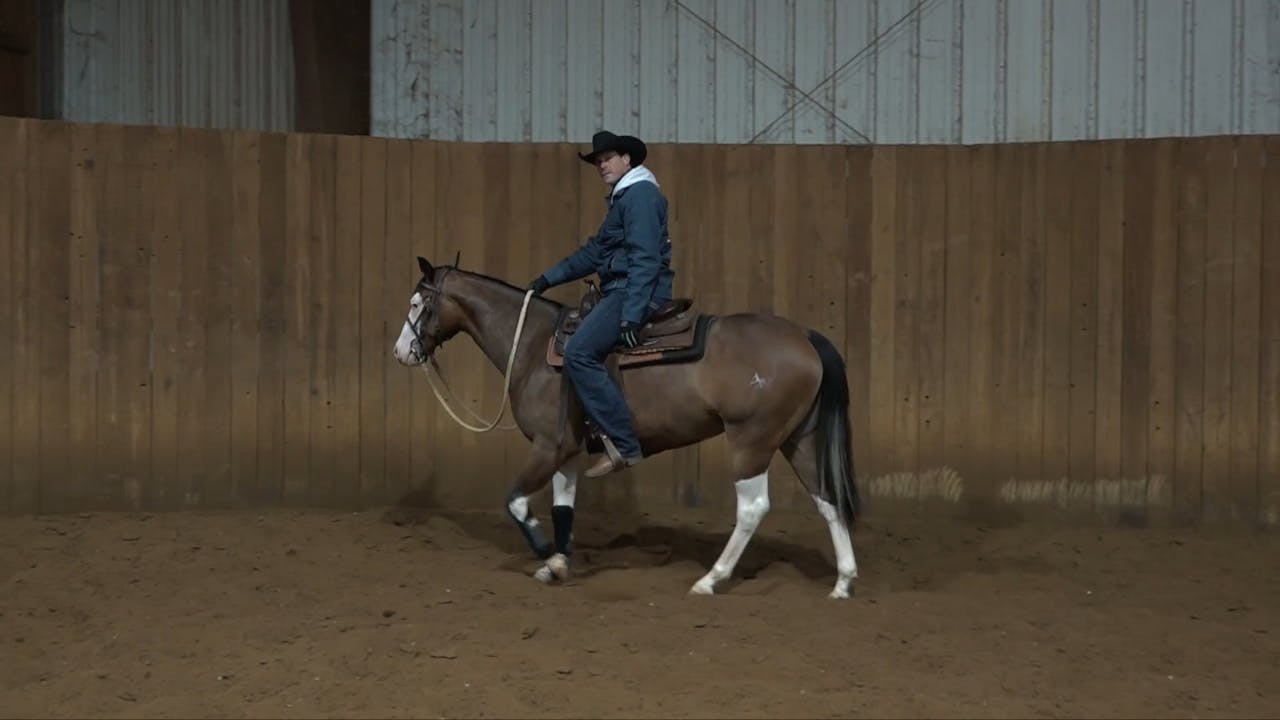7 Colt Starting Step 5 Continued Testing The "Whoa" Horse Training