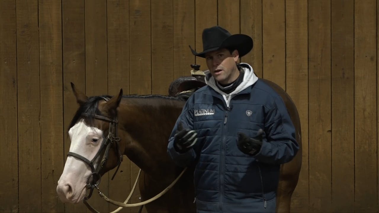 3 Colt Starting Step 2 The "Whoa" Horse Training Pro The Comfort