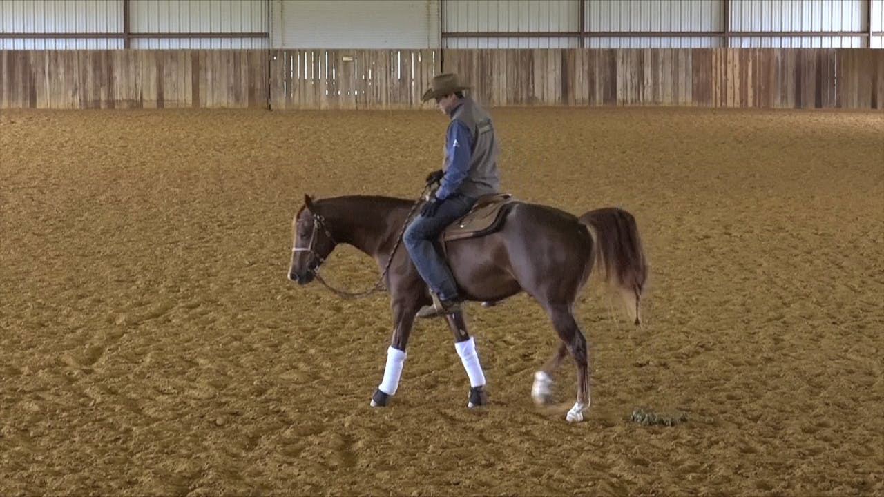 The Foundation Introducing Pace Transitions The Foundation Horse