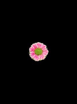 Gaillardia Flower