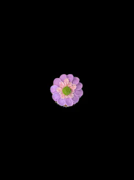 Japanese Anemone Flower
