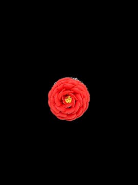 Camellia Flower