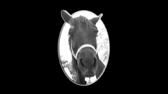 The Racist Mr Ed