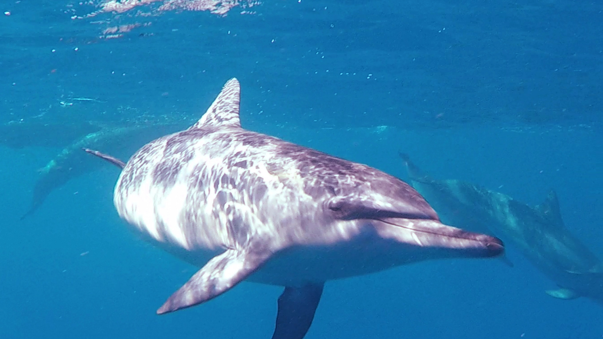 "The Dance of The Free Dolphins"  with music by Andreas Vollenweider