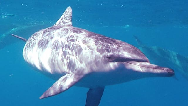 "The Dance of The Free Dolphins" Movie 