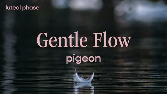 Gentle Flow - pigeon