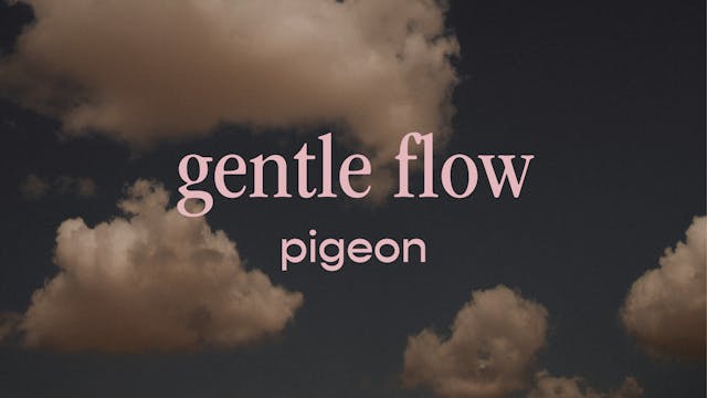 gentle flow - pigeon