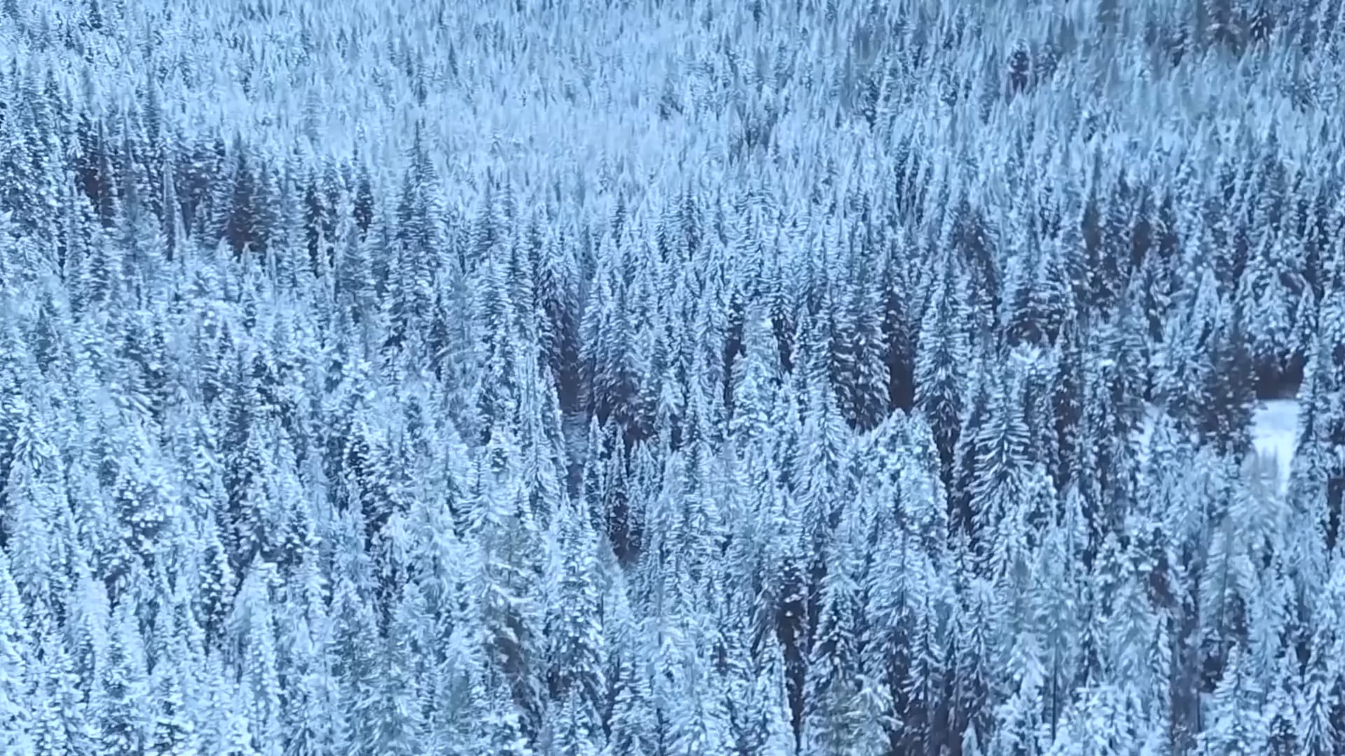 Gratitude Meditation