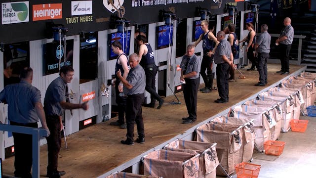 Intermediate Shearing Heats (2026) - ...