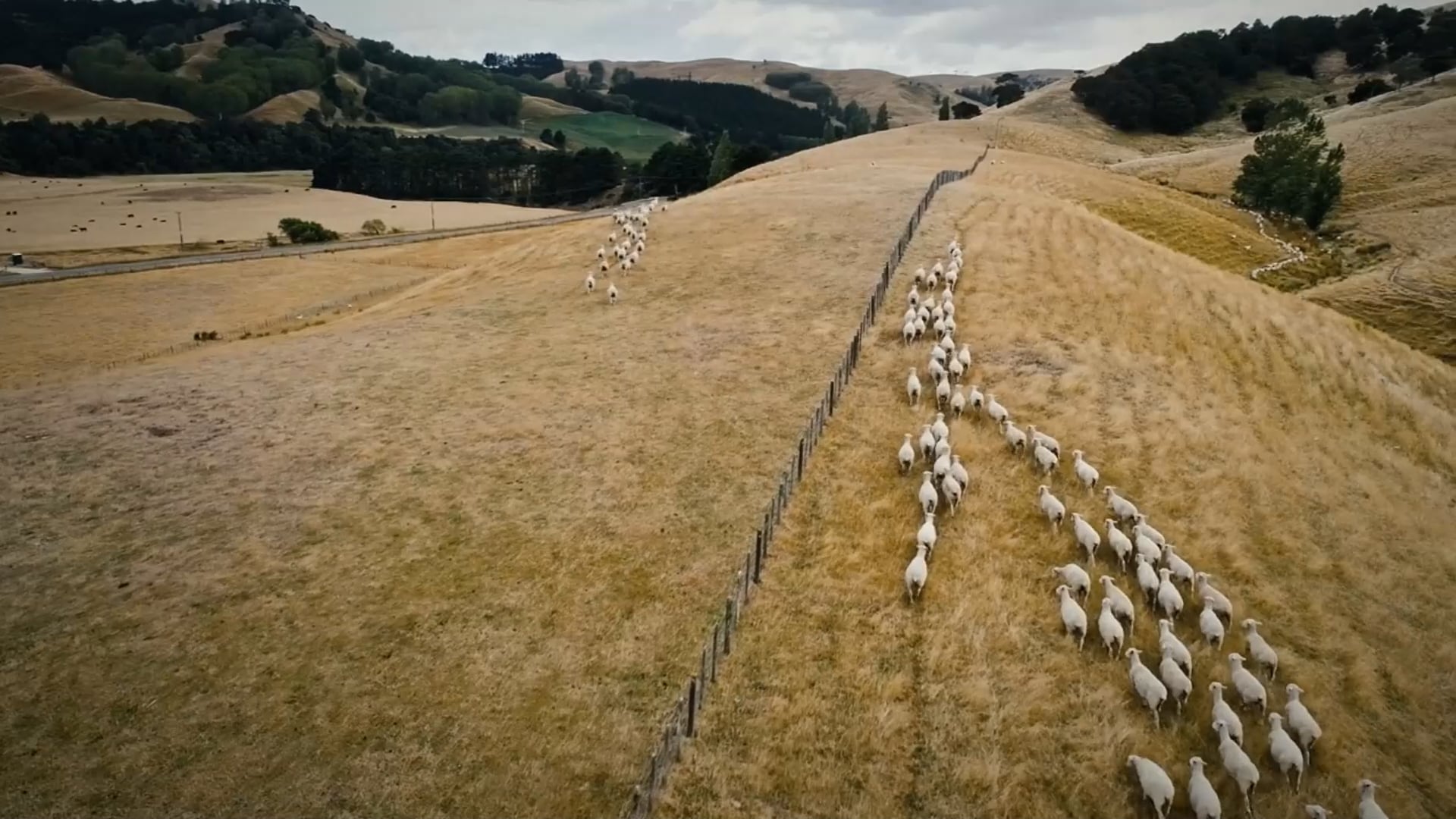 Senior Speed Shearing Heats - Round 1_20250227_174621