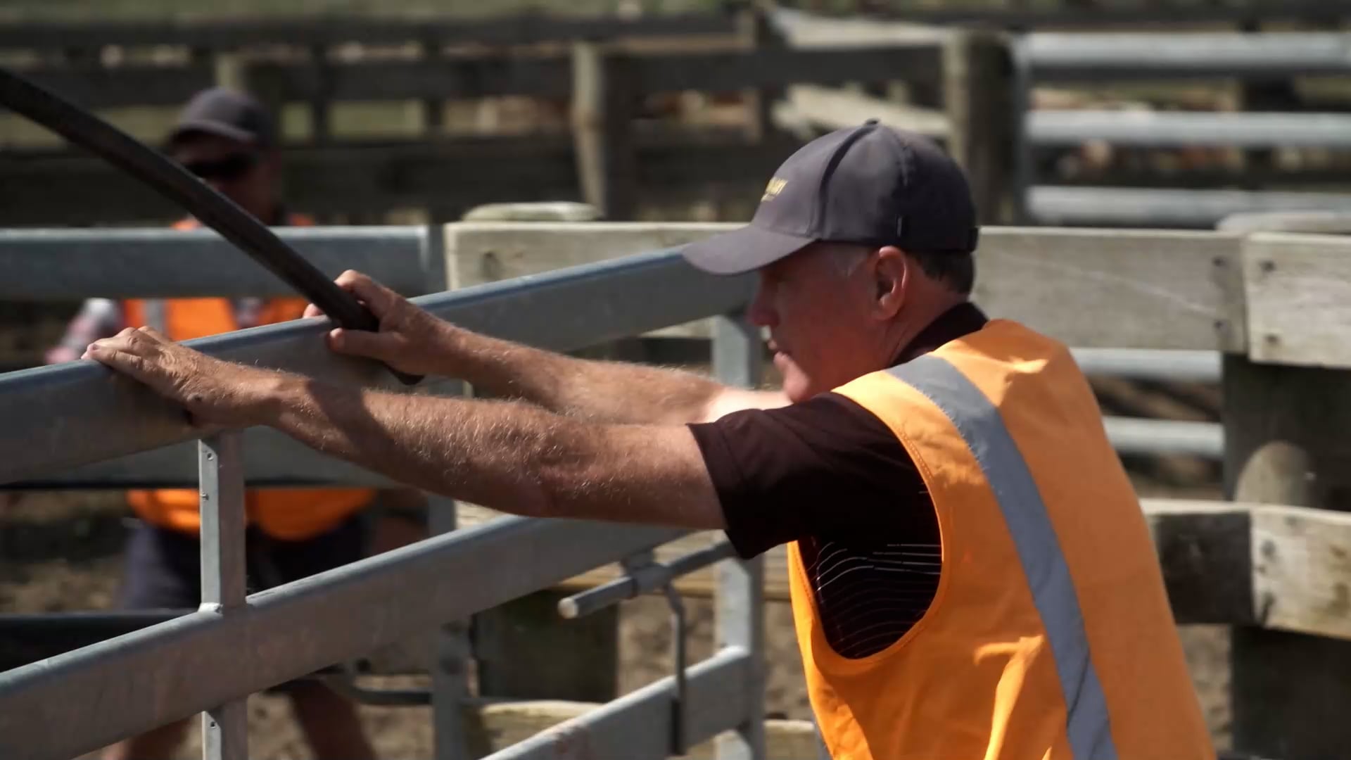 Acto Agriculture Senior Shearing Heats - Round 1