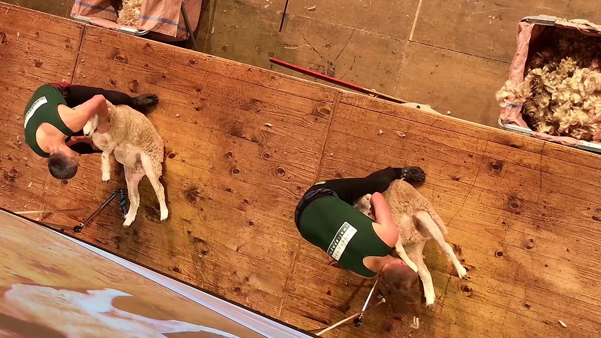 Open Speed Shearing Heats - Round 10