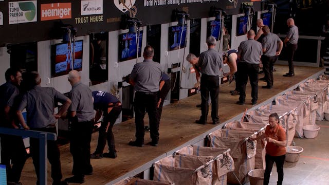 Open Shearing Heats (2026) - Round 5