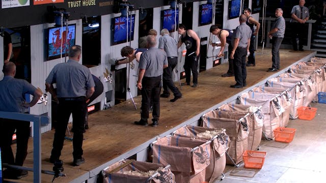 Intermediate Shearing Heats (2026) - ...