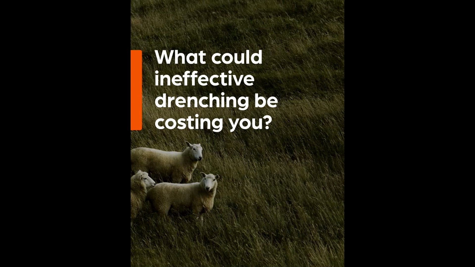 Regional Team Challenge Shearing Heats - Round 1