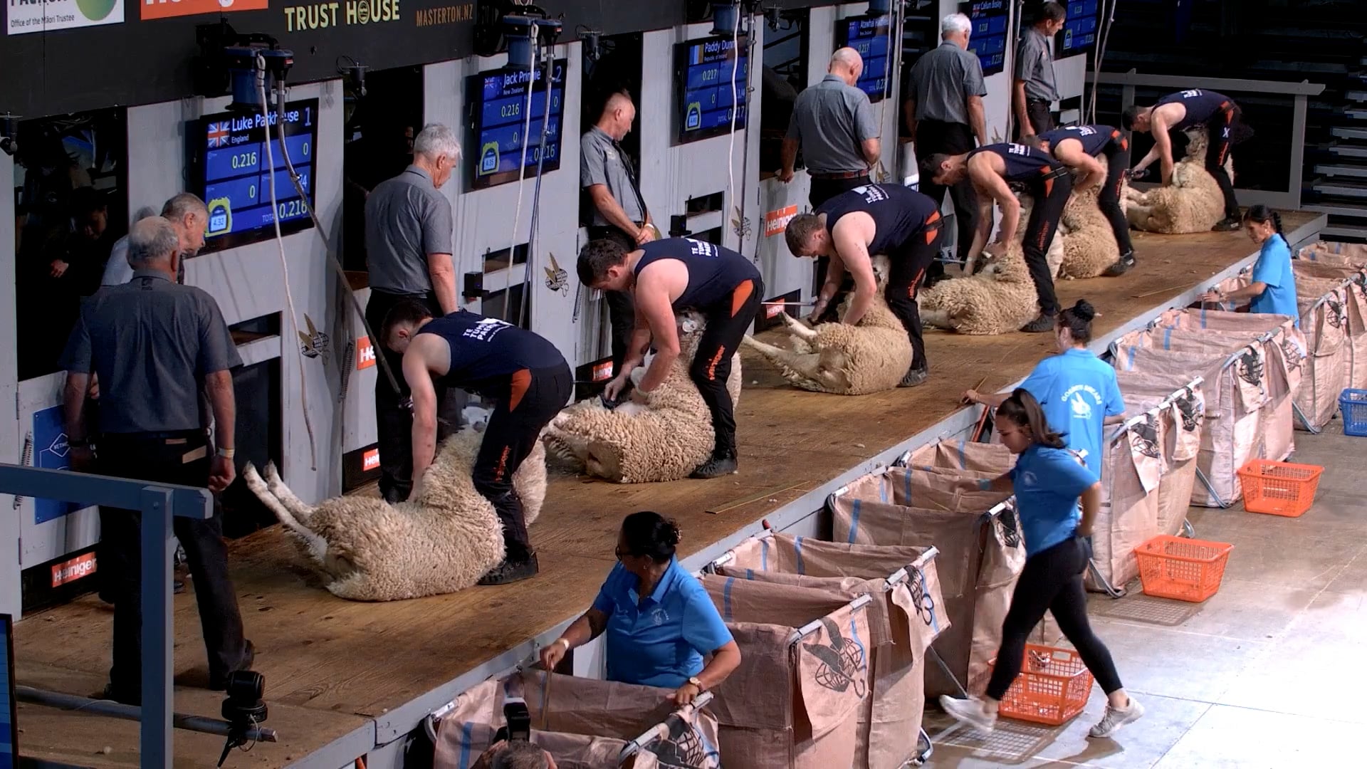 Senior Shearing Heats (2026) - Round 8 Part 2